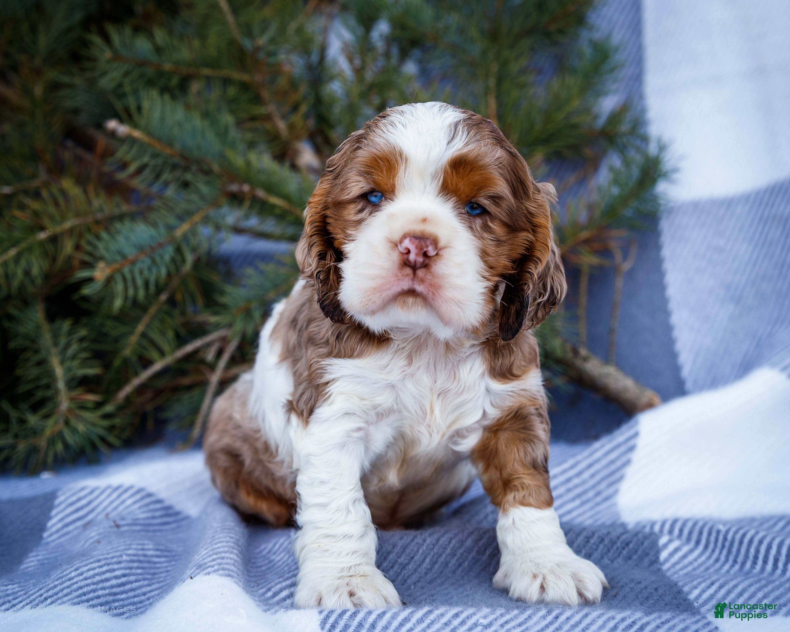 Cocker Spaniel dogs Pierre - Ad 1
