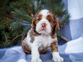 Cocker Spaniel dogs Pierre - Ad 1