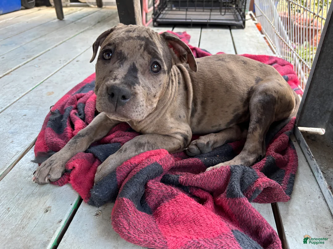 American Bully dogs for sale: American Bully Puppy 4 - Ad 1