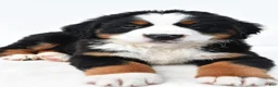 Bernese Mountain Dog dogs for sale: Biscuit - Ad 4