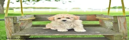 Mixed Breed dogs for sale: Kate - Ad 4