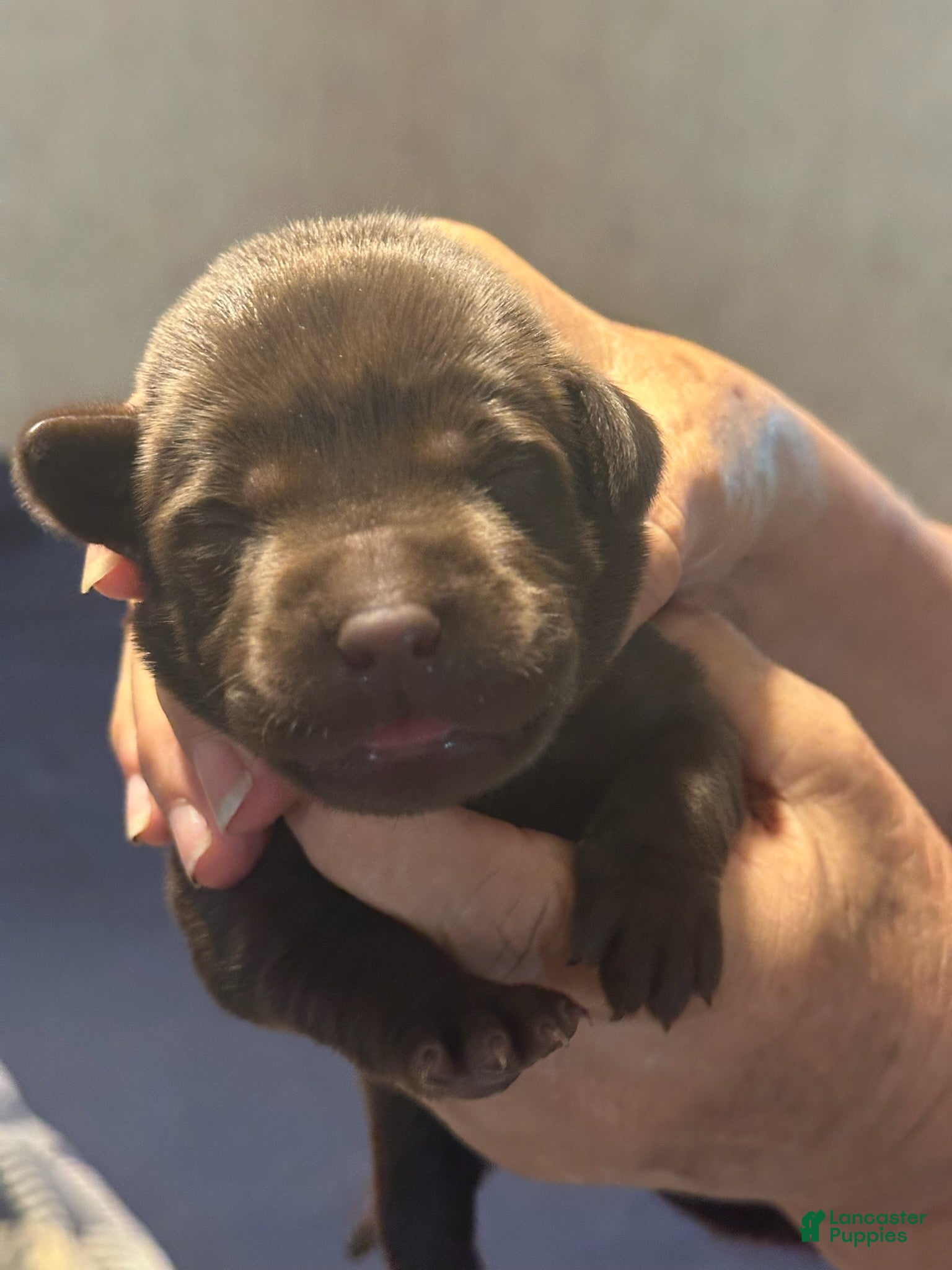 Labrador Retriever dogs Twix - Ad 4