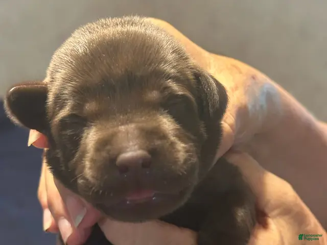 Labrador Retriever dogs for sale: Twix - Ad 25