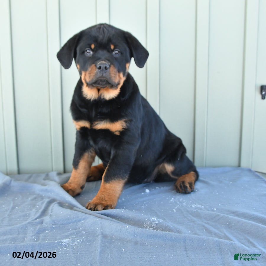 Rottweiler dogs Trixie - Ad 15