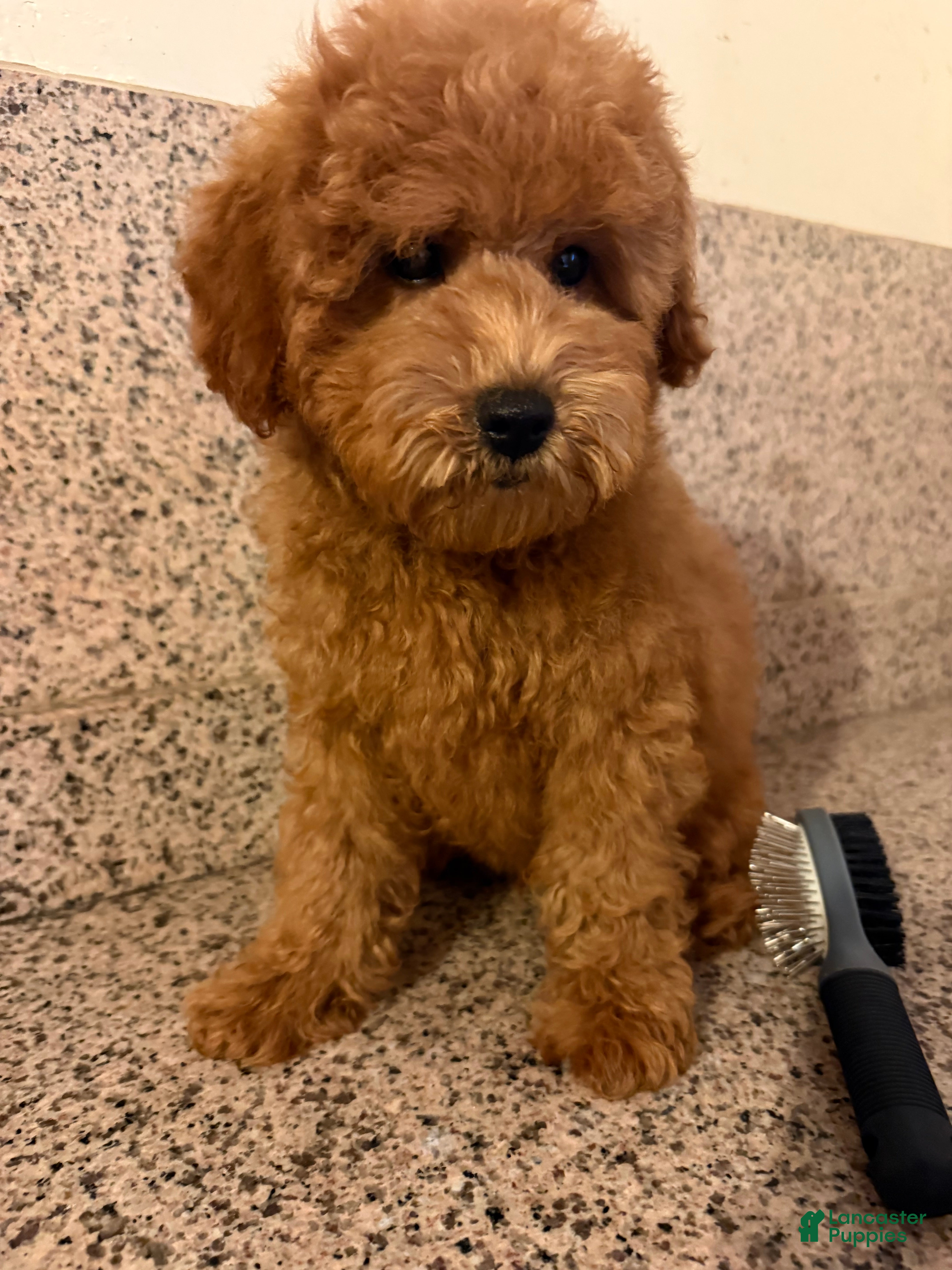 Mini Goldendoodle dogs Pepe - Ad 39