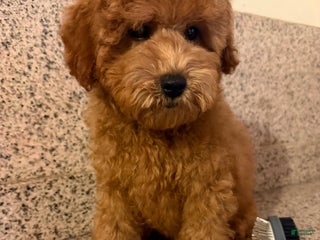 Mini Goldendoodle dogs for sale: Pepe - Ad 2
