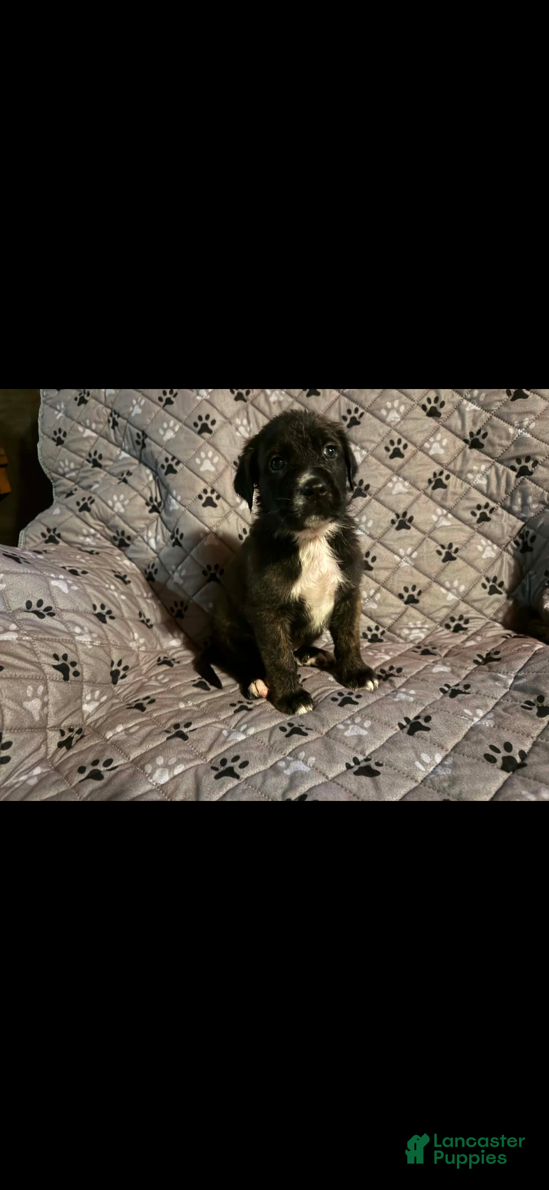 Mixed Breed dogs Stella - Ad 1