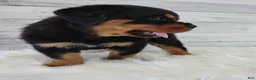 Rottweiler dogs for sale: Rambo  - Ad 3