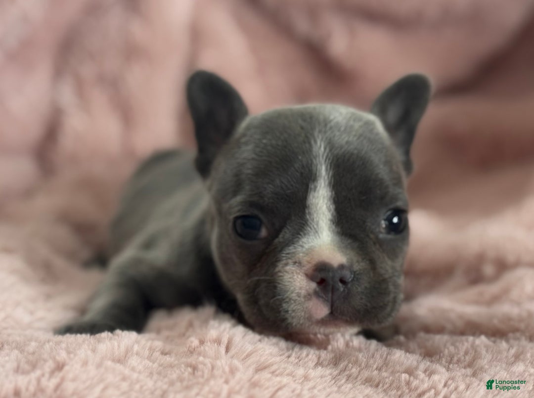 French Bulldog dogs for sale: Winnie - Ad 3