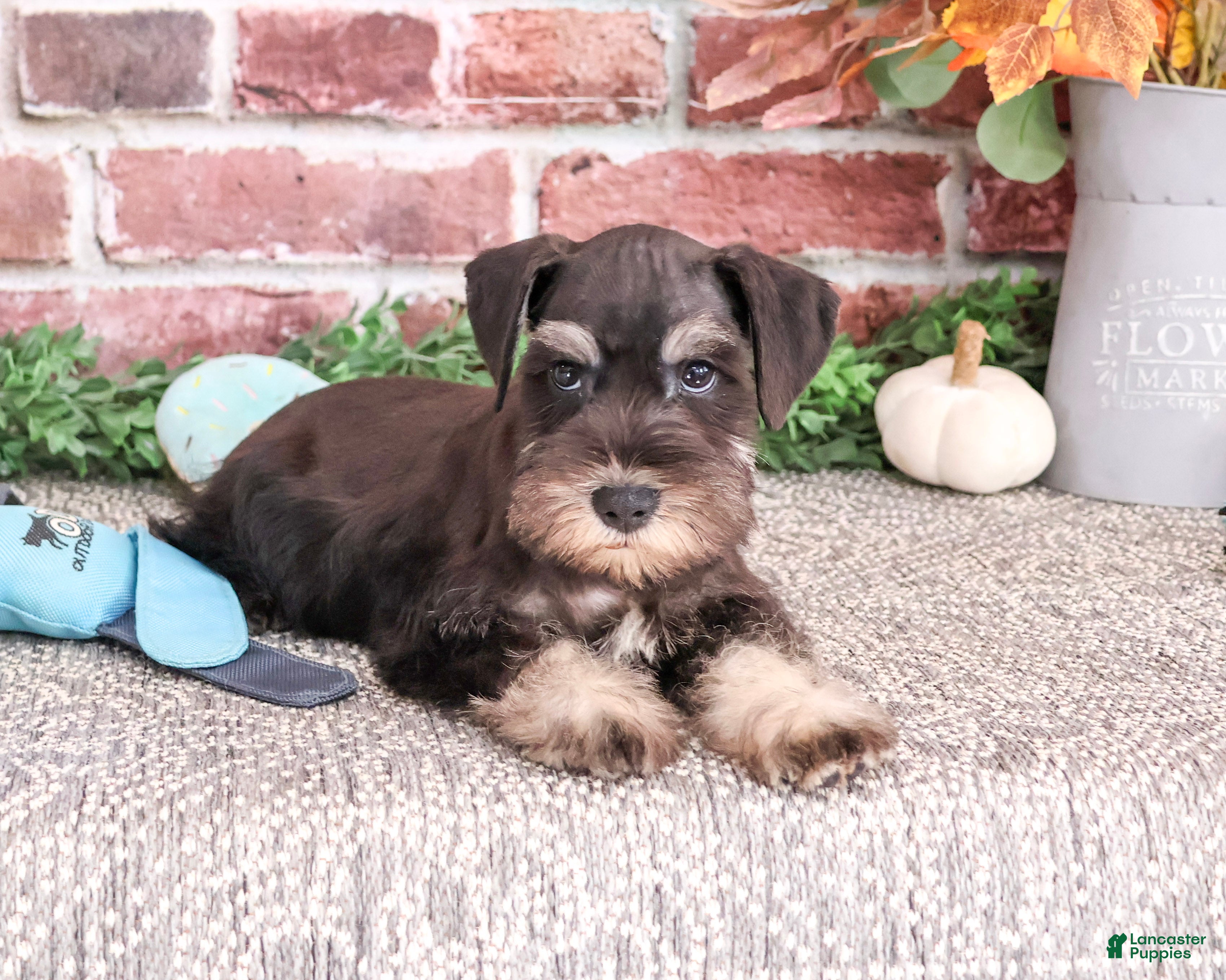 Miniature Schnauzer dogs for sale: Patrick - Ad 2