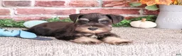Miniature Schnauzer dogs for sale: Patrick - Ad 2