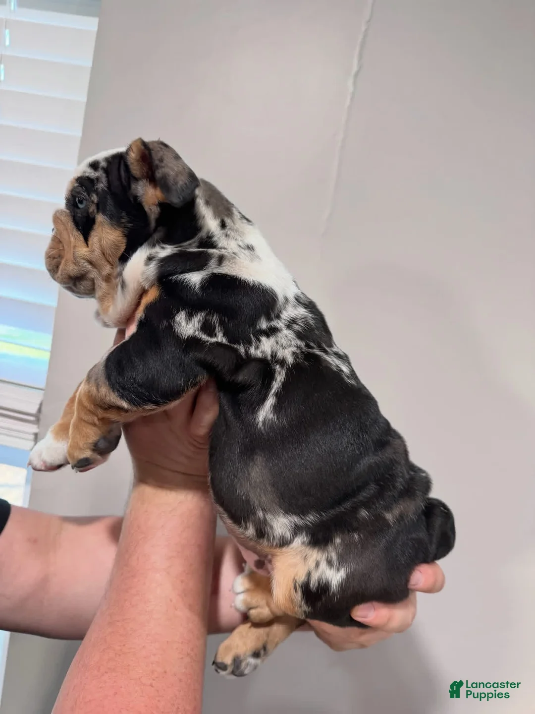 English Bulldog dogs for sale: English Bulldog 1 - Ad 2
