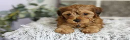 Yorkiepoo dogs for sale: Reggie - Ad 8