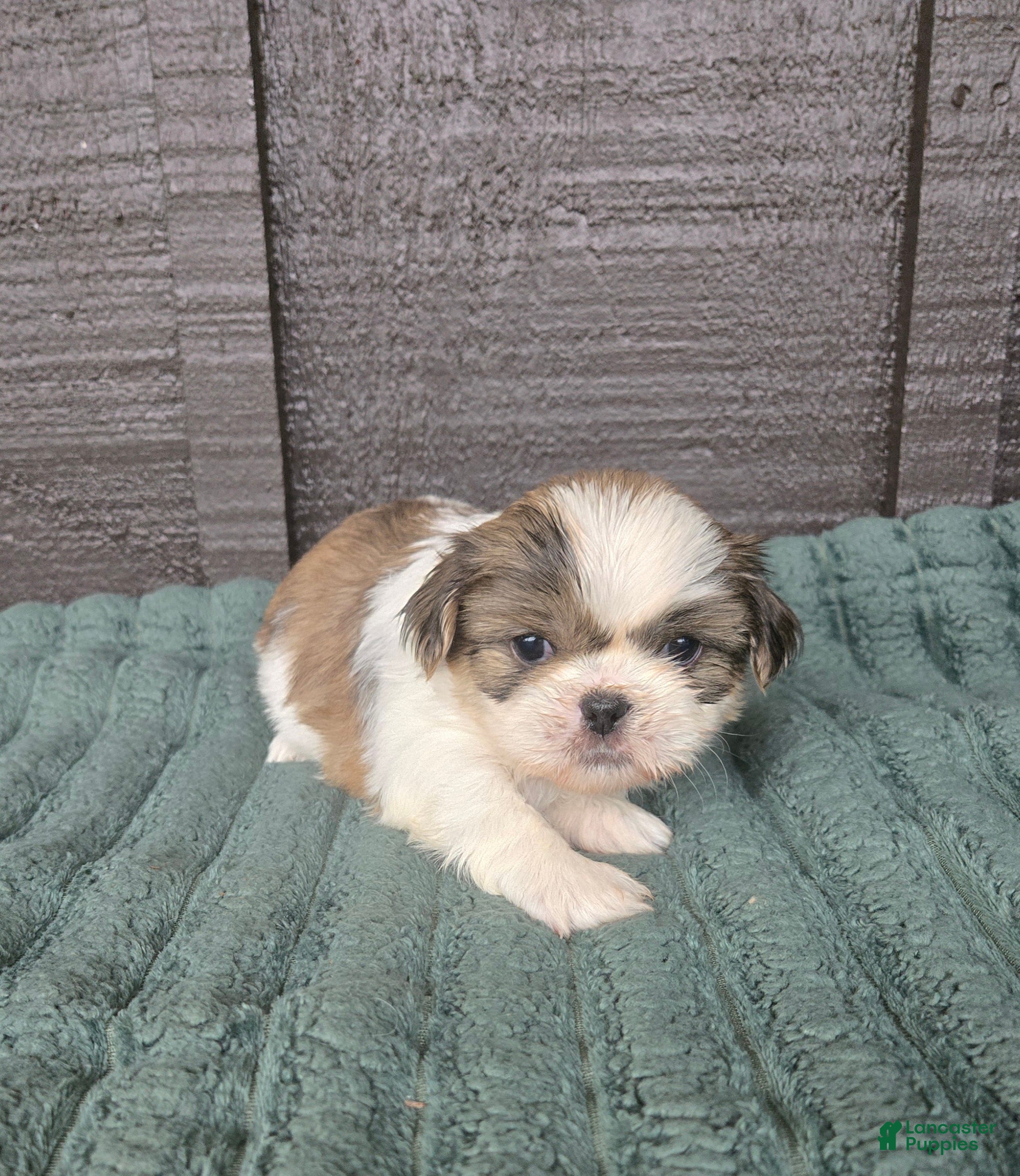 Mixed Breed dogs Shinese Duke - Ad 3