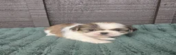 Mixed Breed dogs for sale: Shinese Duke - Ad 1