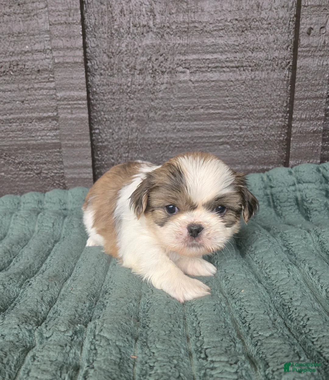 Mixed Breed dogs for sale: Shinese Duke - Ad 1