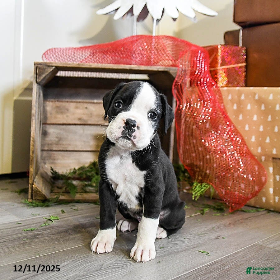 Boxer dogs Phoenix - Ad 8