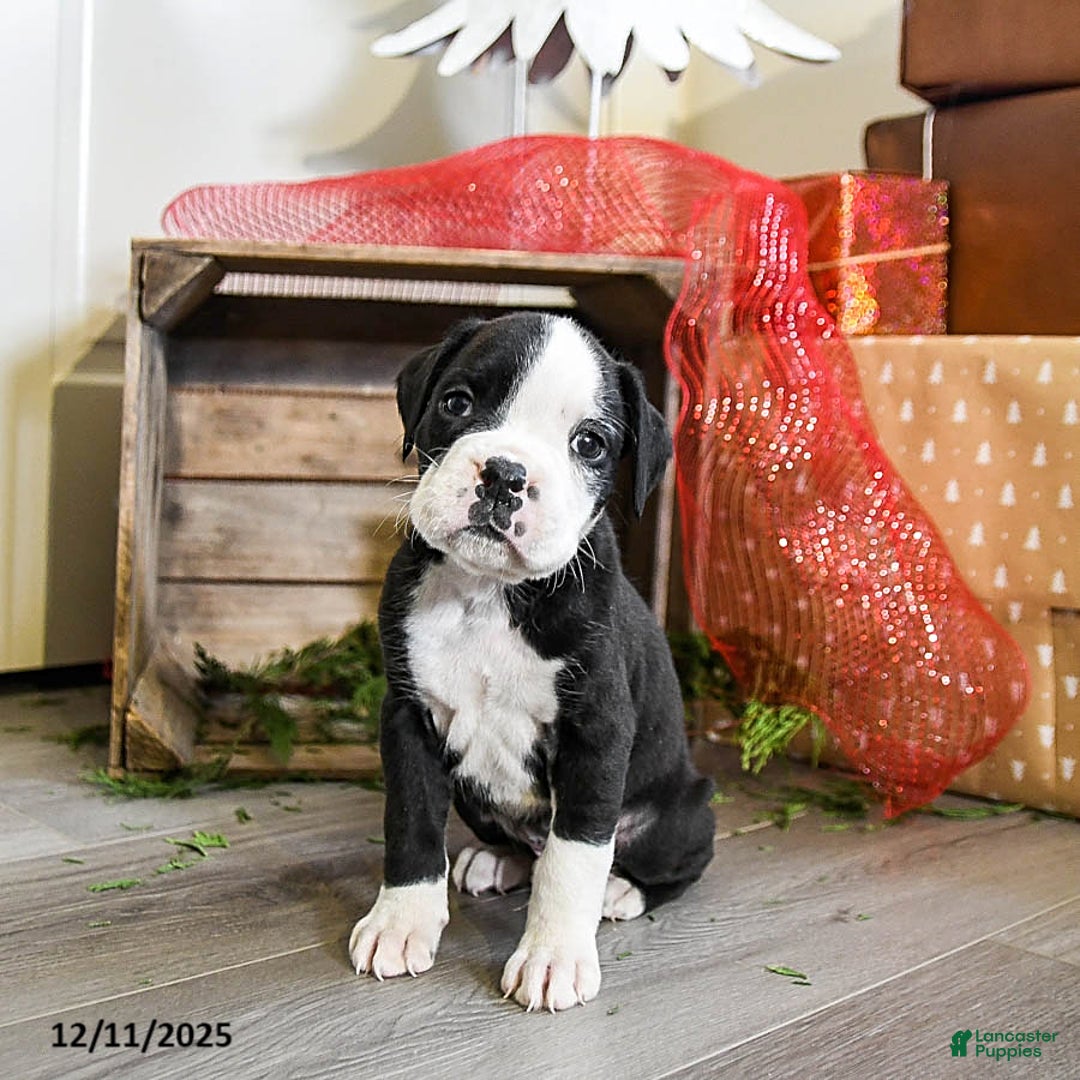 Boxer dogs for sale: Phoenix - Ad 1