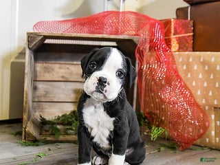 Boxer dogs Phoenix - Ad 9