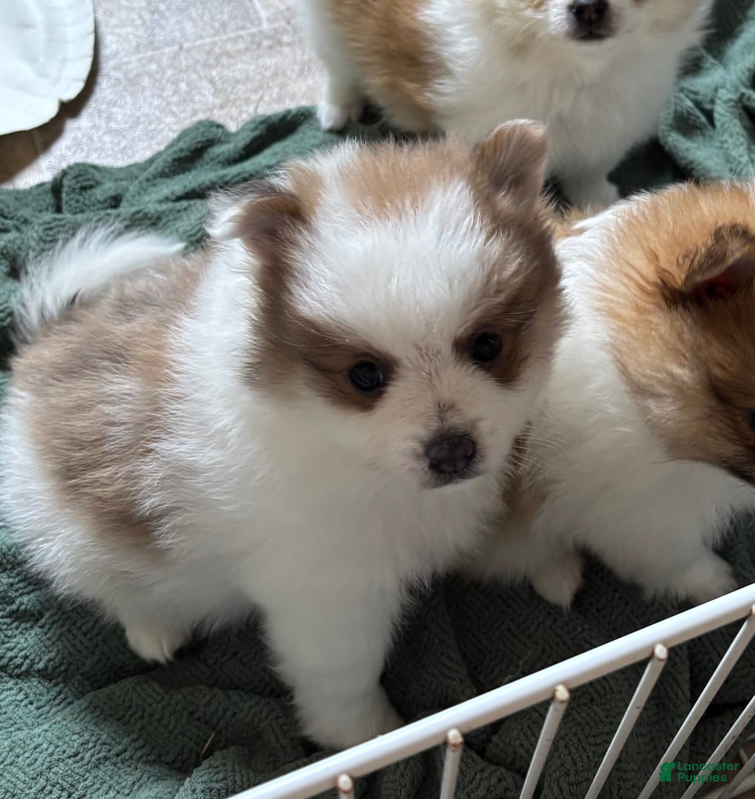Pomeranian dogs Tom - Ad 2