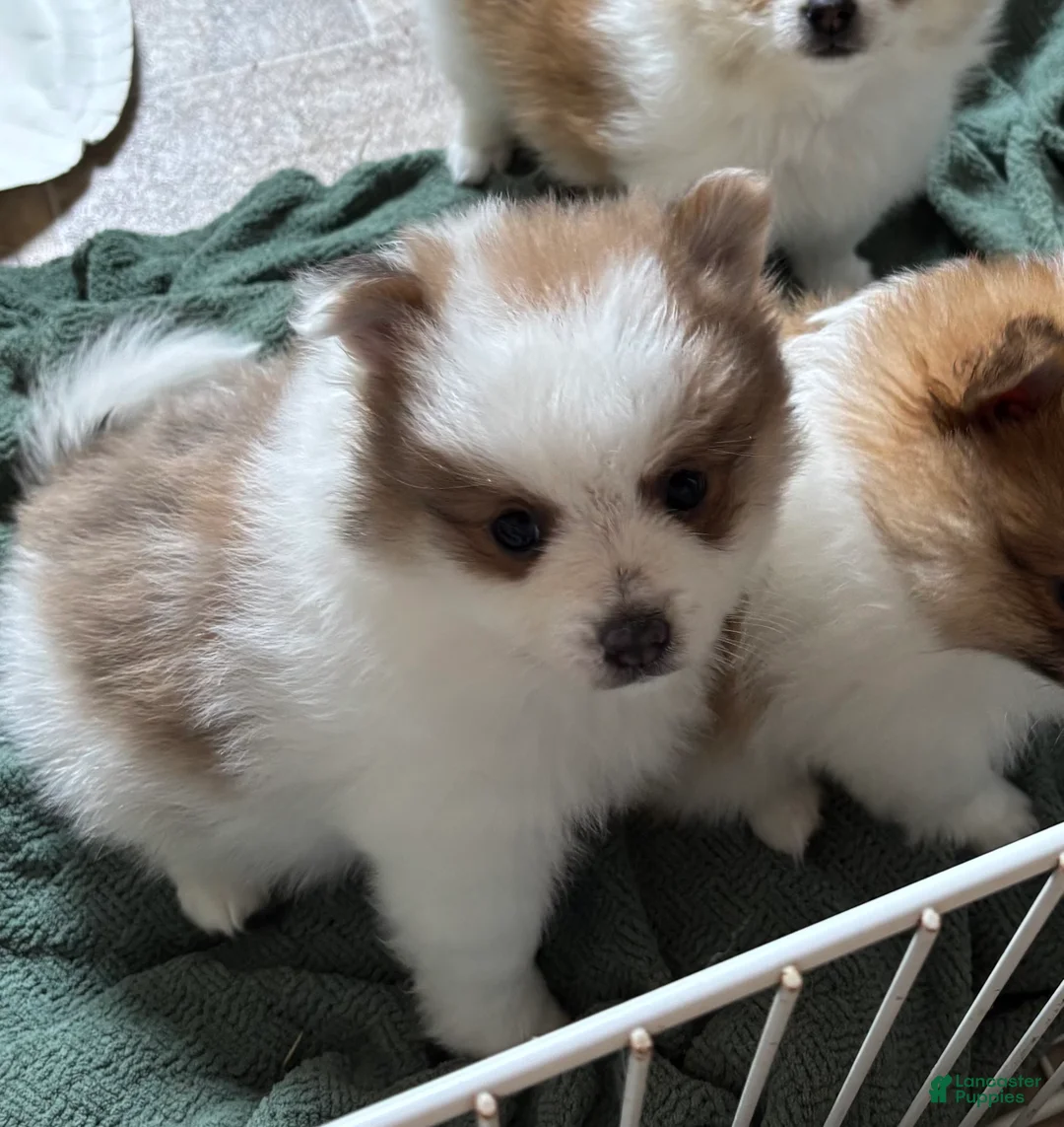 Pomeranian dogs for sale: Tom - Ad 2