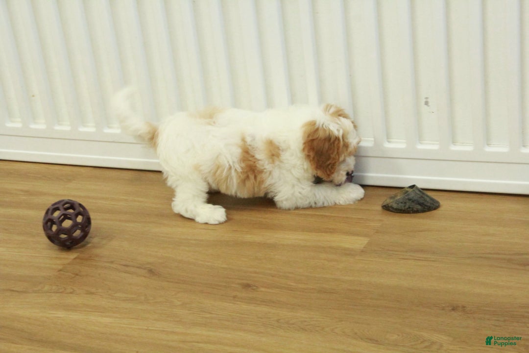 Cavapoo dogs for sale: Mason - Ad 4