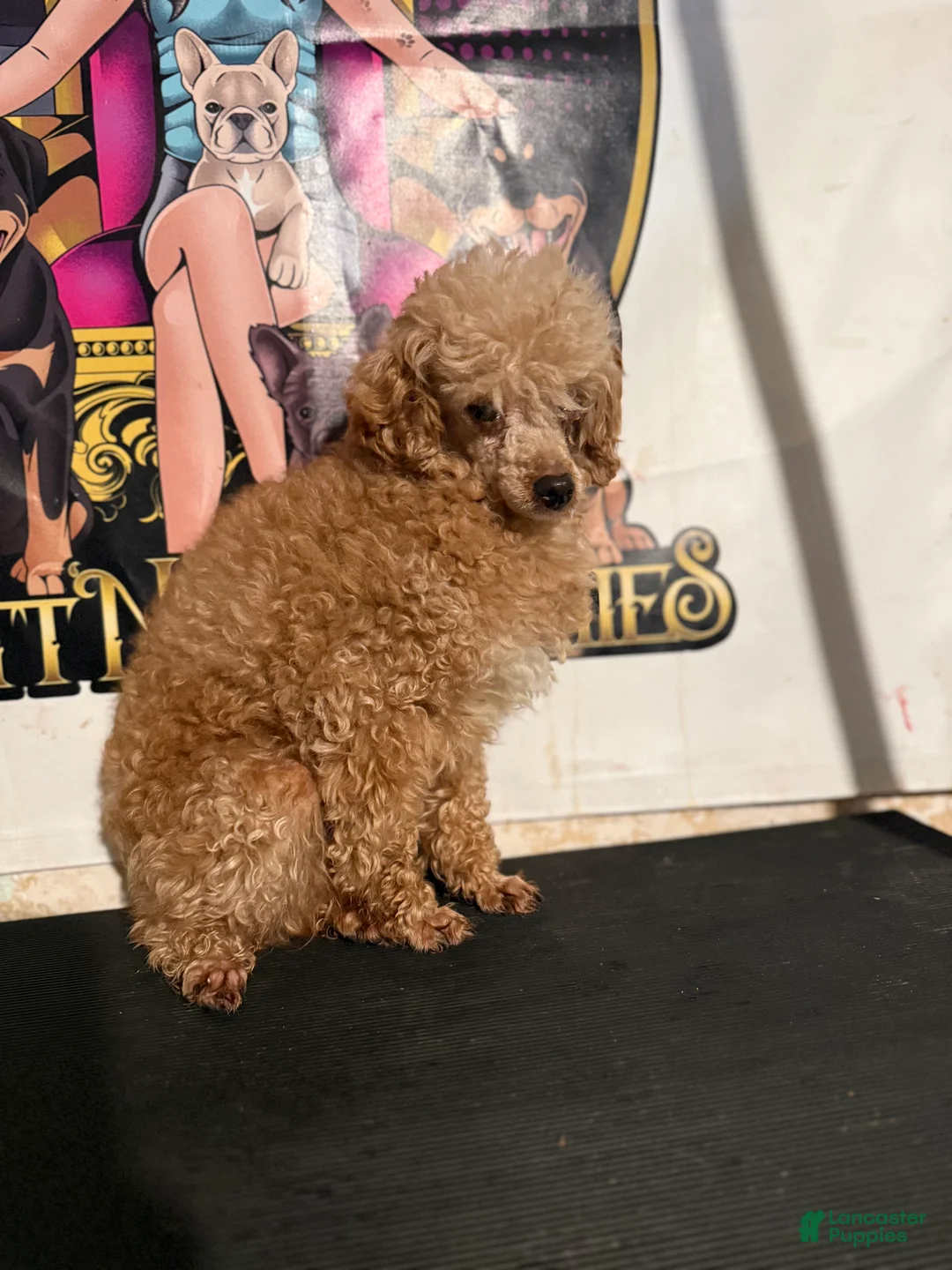 Mixed Breed dogs for sale: Judge toy poodle - Ad 1
