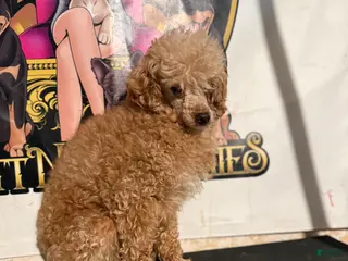 Mixed Breed dogs Judge toy poodle - Ad 42