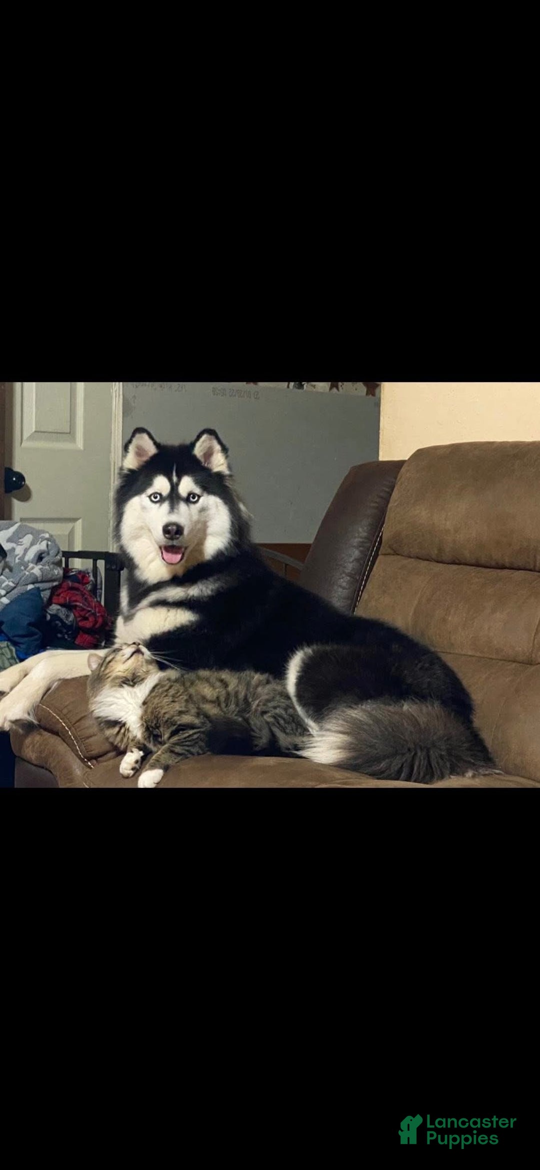 Siberian Husky dogs for sale: Siberian Husky Puppy 2 - Ad 2