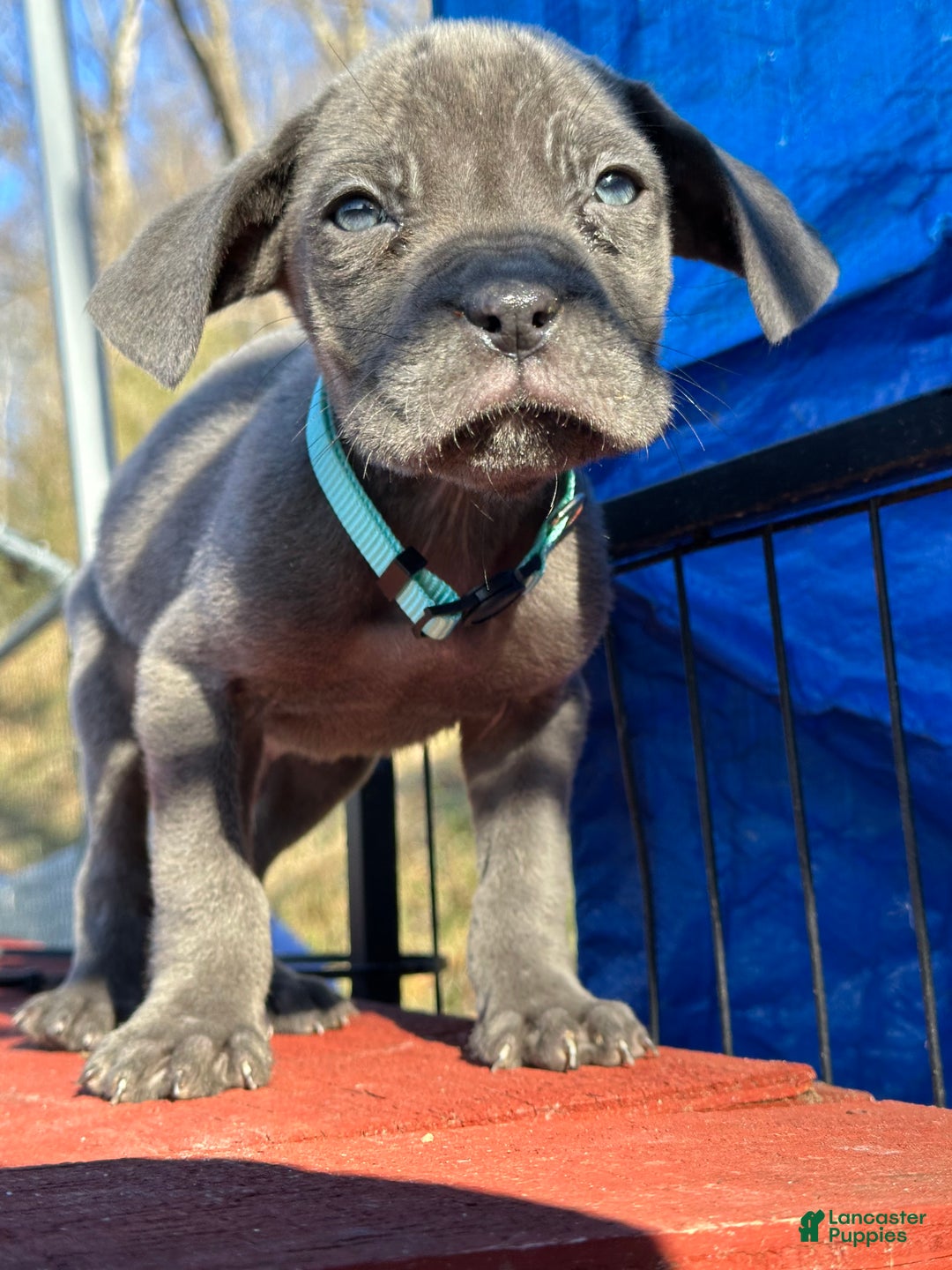 Cane Corso dogs for sale: Agent - Ad 1