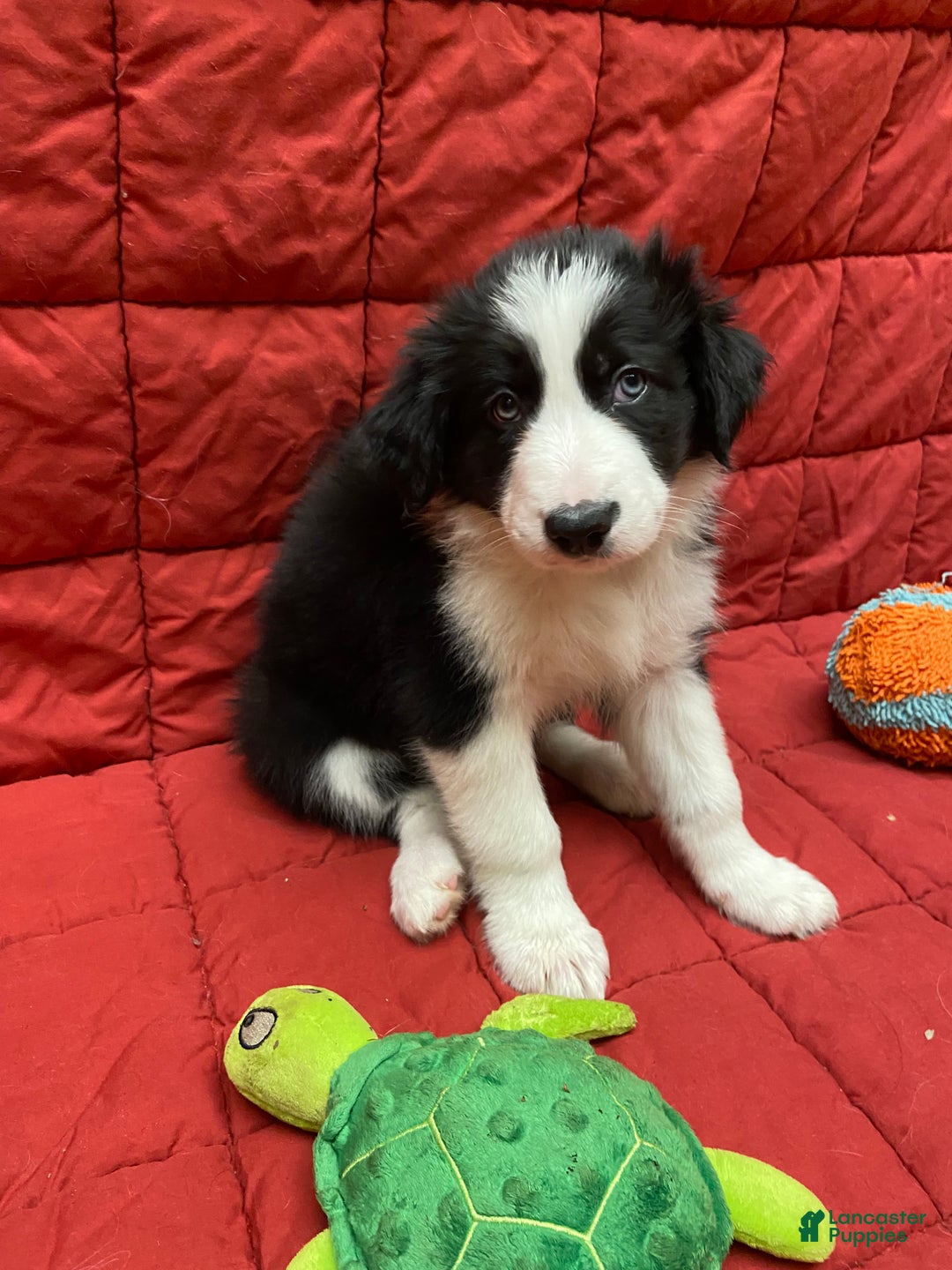 Border Collie dogs for sale: Orka - Ad 1