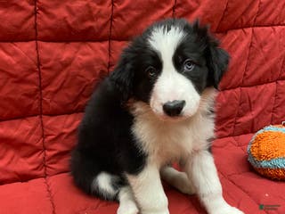 Border Collie dogs Orka - Ad 25