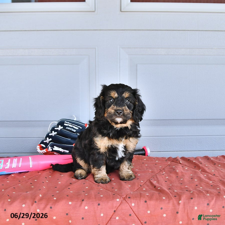 Mixed Breed dogs Mac   - Ad 1