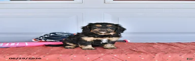 Mac  