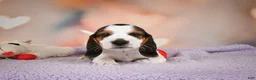 Beagle dogs for sale: OTIS - Ad 8