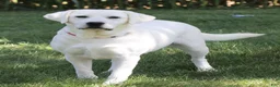 Labrador Retriever dogs for sale: Brooke - Ad 6