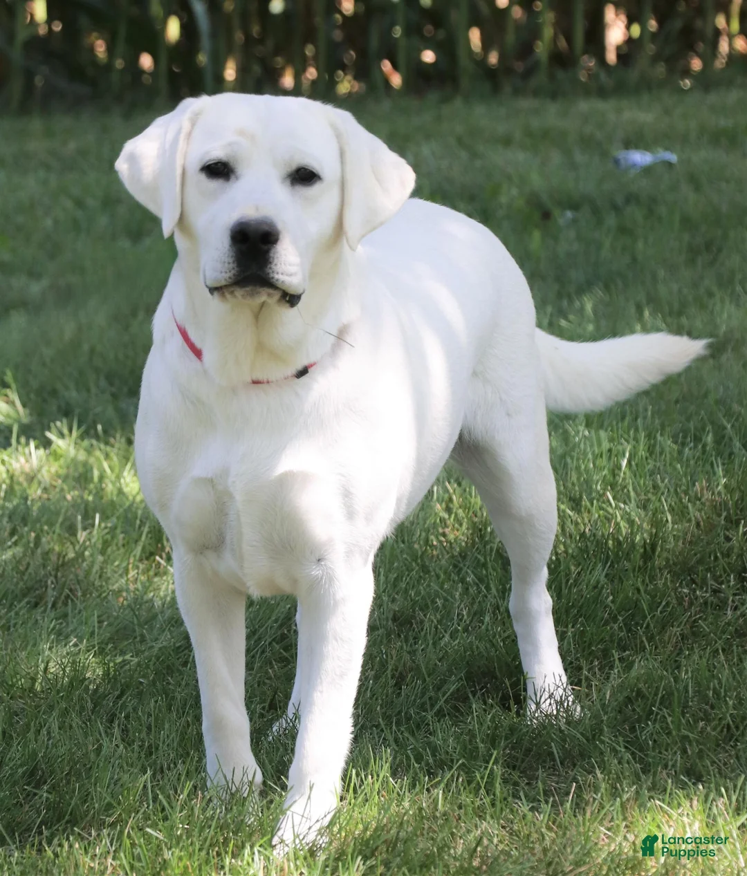 Labrador Retriever dogs for sale: Brooke - Ad 6