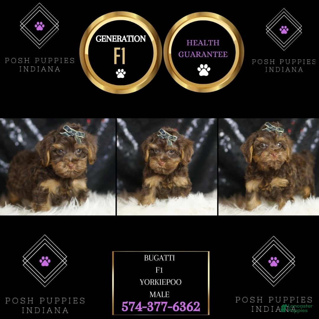 Yorkiepoo dogs for sale: Bugatti - Ad 6