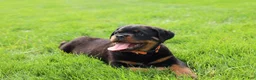 Rottweiler dogs for sale: Buck - Ad 12