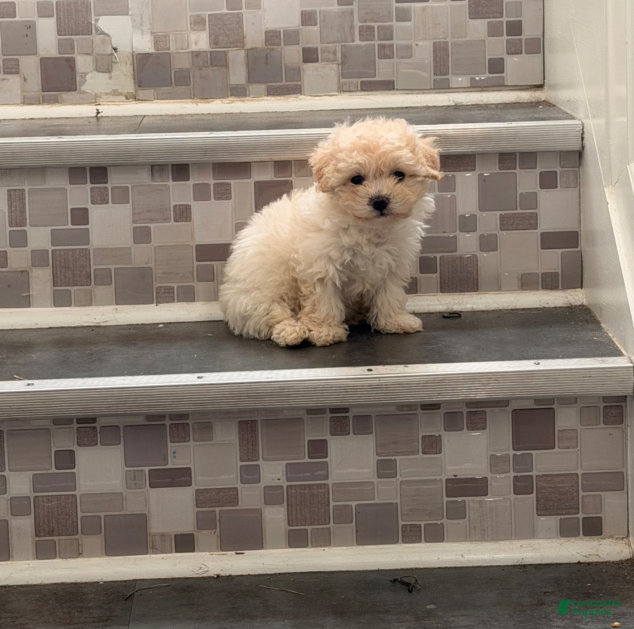 Toy Poodle dogs Toy Poodle Puppy 1 - Ad 37