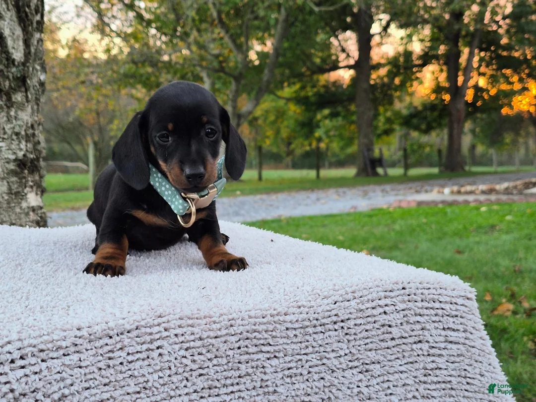 Miniature Dachshund dogs for sale: Peanut  - Ad 17