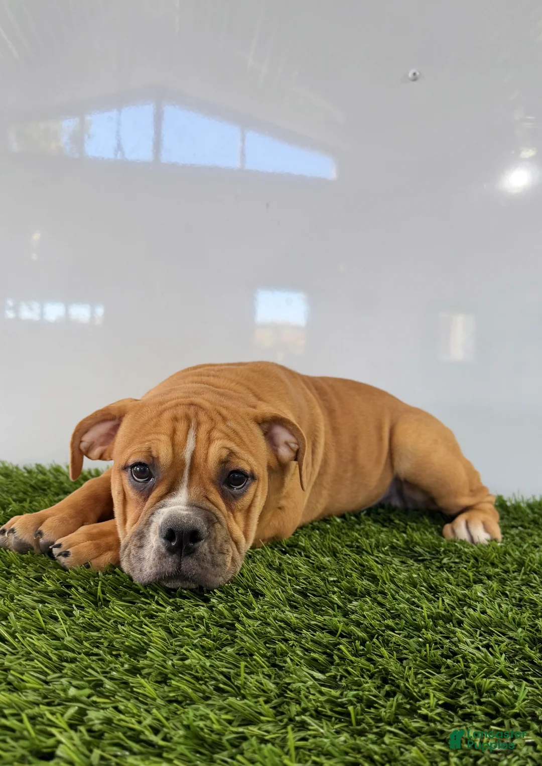Olde English Bulldogge dogs for sale: Nicole - Ad 5