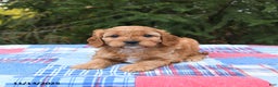 Cavapoo dogs for sale: Forest - Ad 2