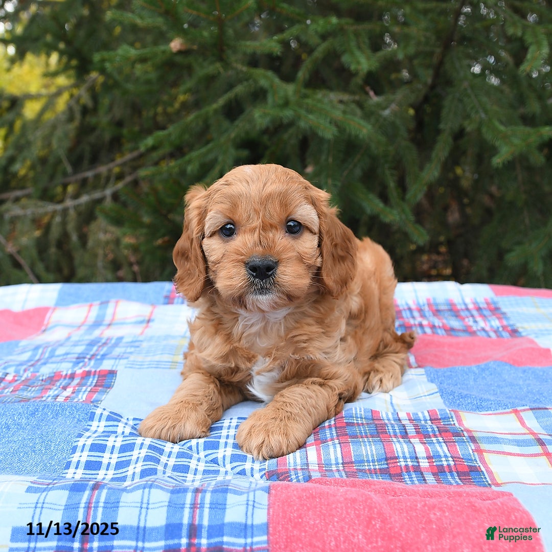 Cavapoo dogs for sale: Forest - Ad 2