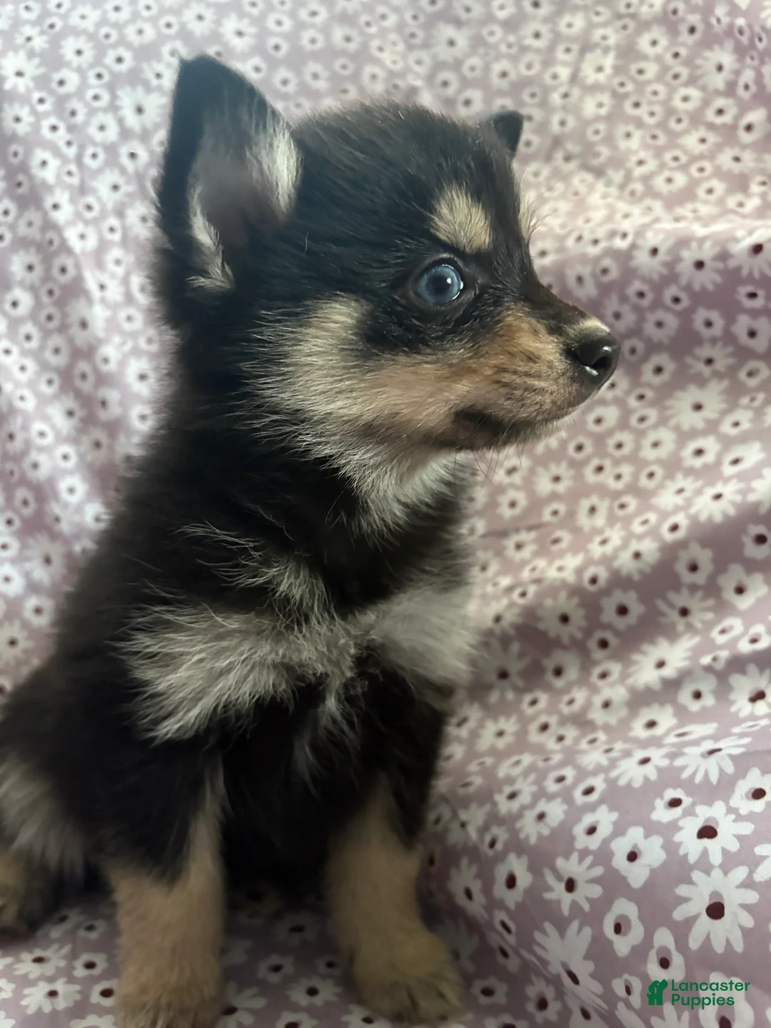 Pomsky dogs for sale: Scar Pomsky Puppy 4 - Ad 3