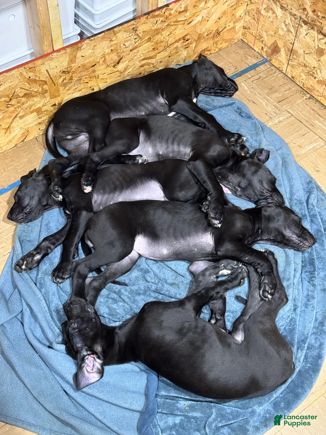 Great Dane dogs for sale: Tobie - Ad 33