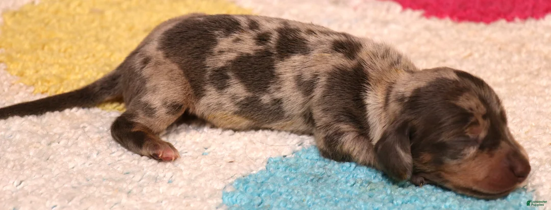 Miniature Dachshund dogs for sale: PHOENIX Blue/tan dapple smooth f - Ad 1