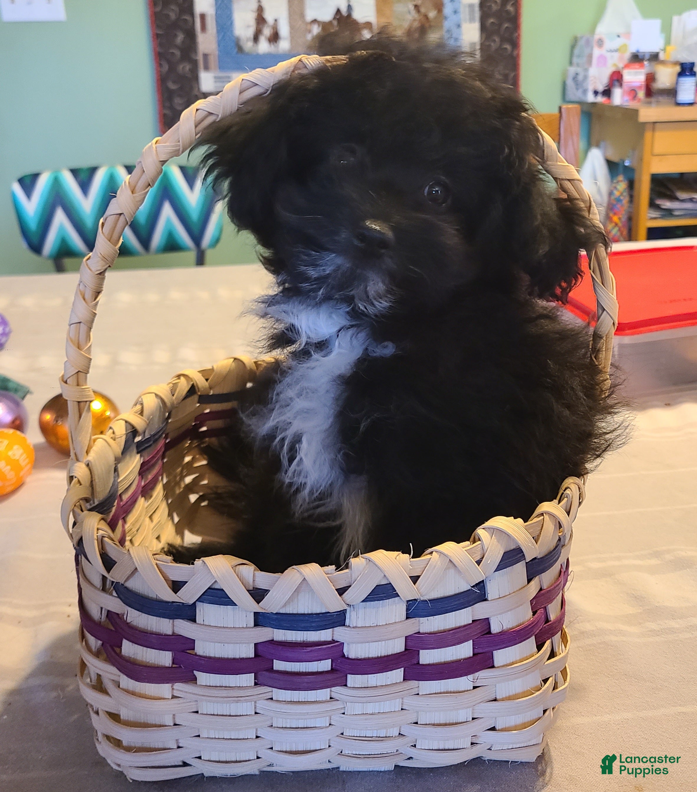 Pomapoo dogs Cooper - Ad 1