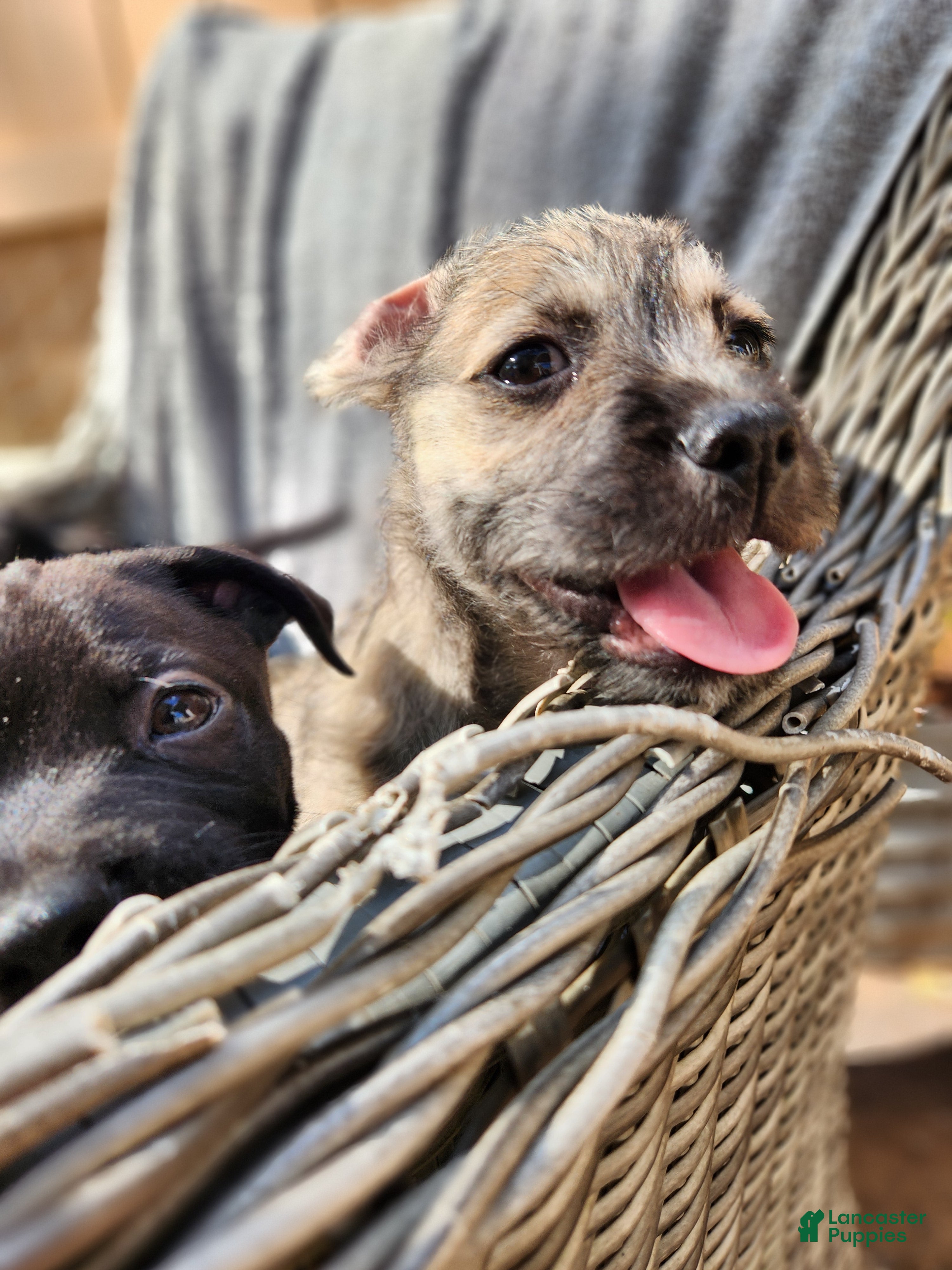 Mixed Breed dogs Googles - Ad 35