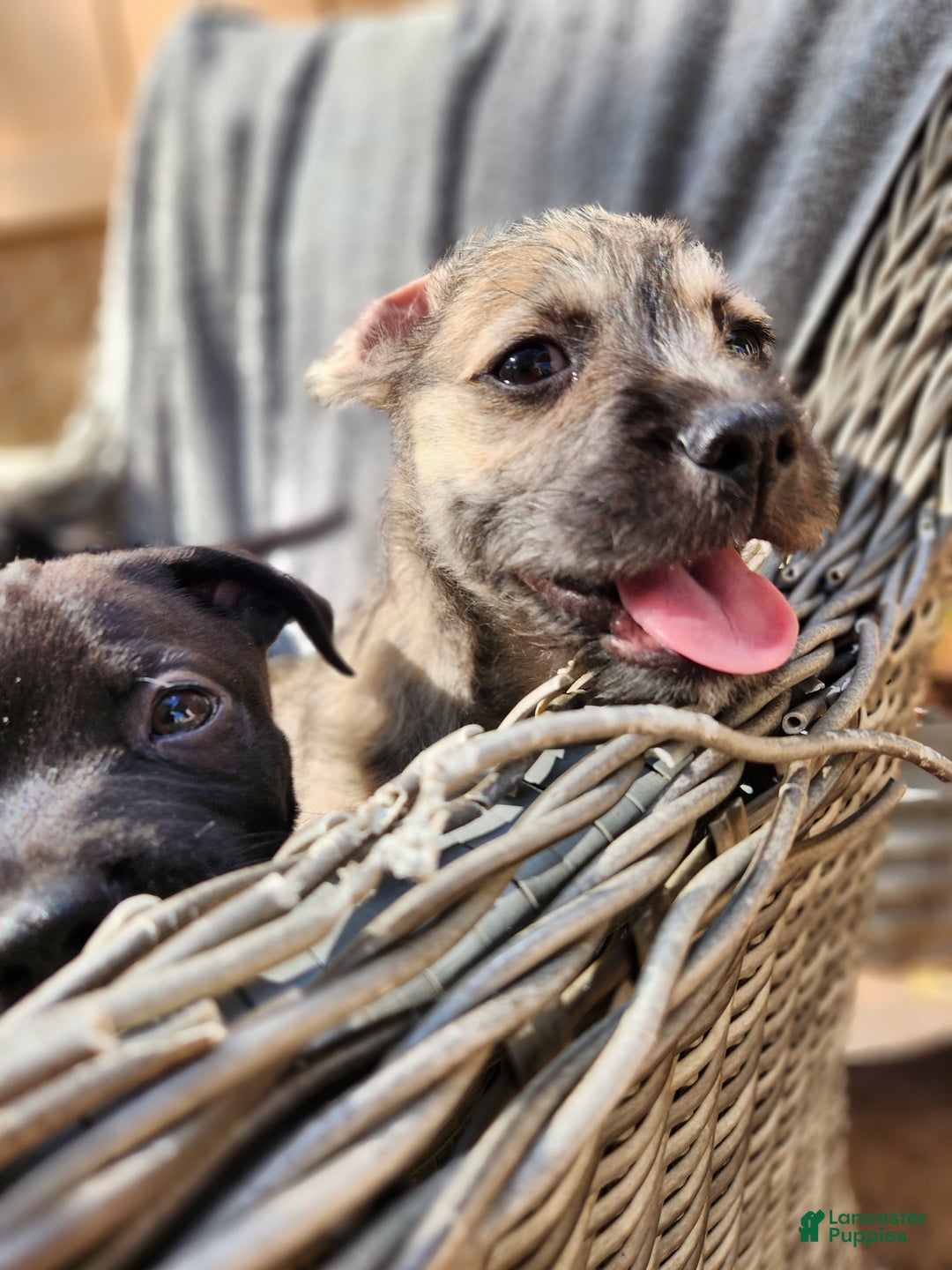 Mixed Breed dogs for sale: Googles - Ad 1